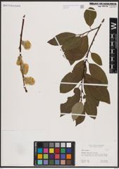 Foto von Salix caprea L.
